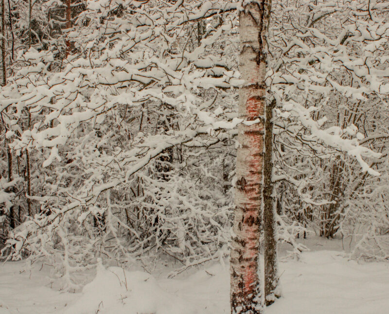 Pink Tree Winter Nature Photography Loodusfotograafia