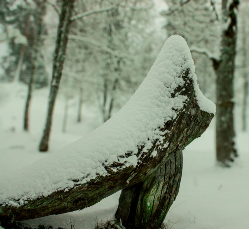 Winter Whale Nature Photography Loodusfotograafia