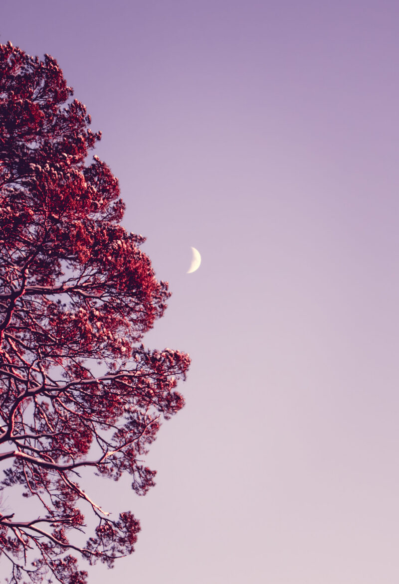 Nature Moon Photography