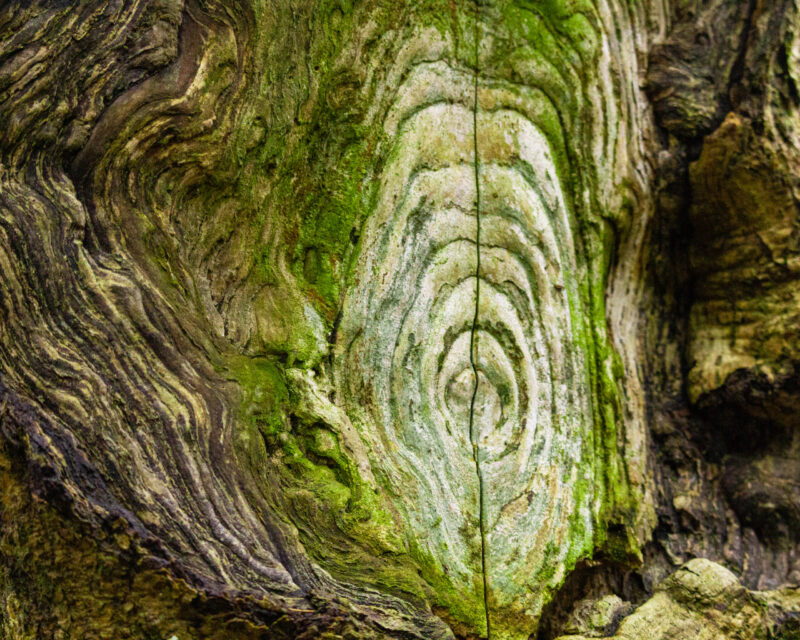 Nature Photography Tuhala