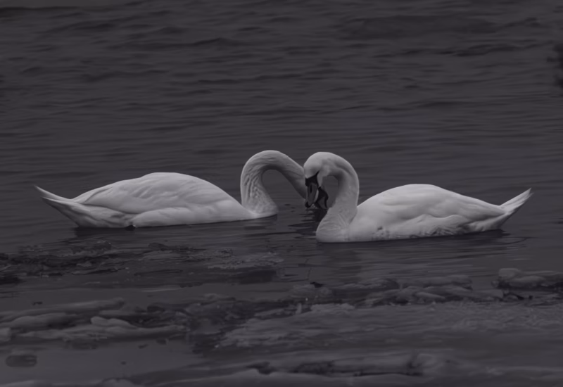 Wildlife Nature Photography Swans Loodusfotograafia Luiged