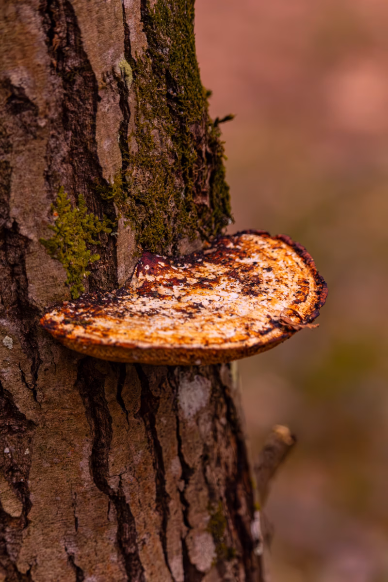 Nature Photography Loodusfotograafia