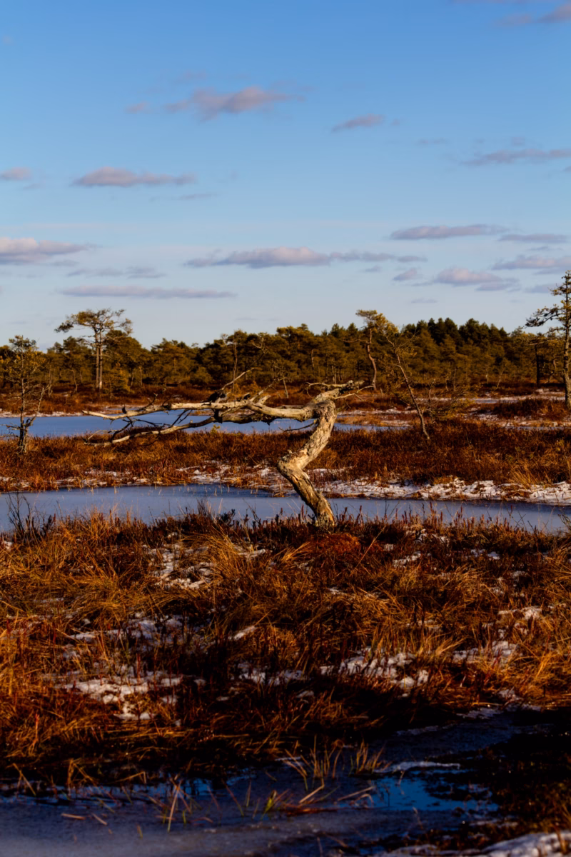 Nature Photography Loodusfotograafia bog soo