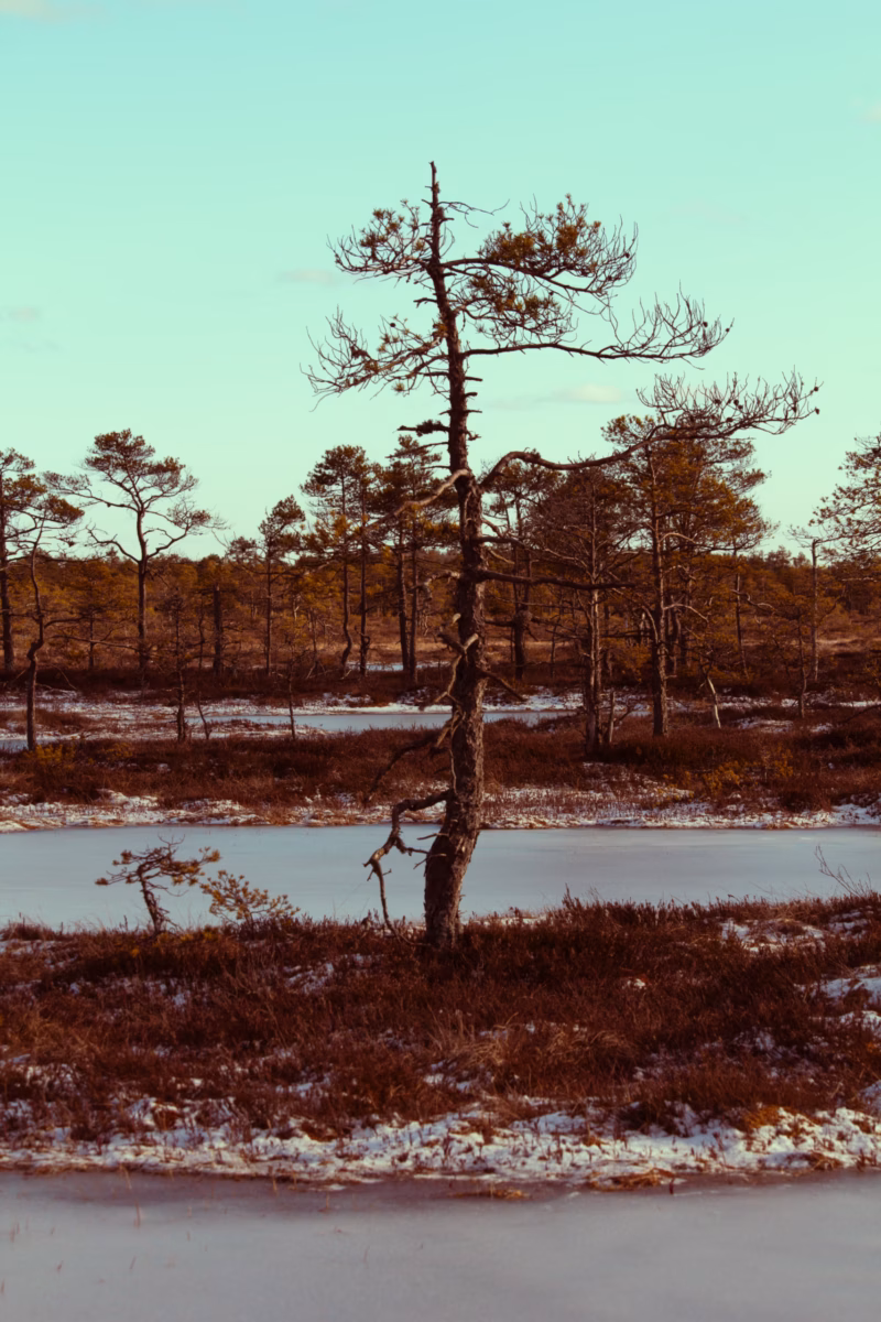 Nature Photography Loodusfotograafia bog soo