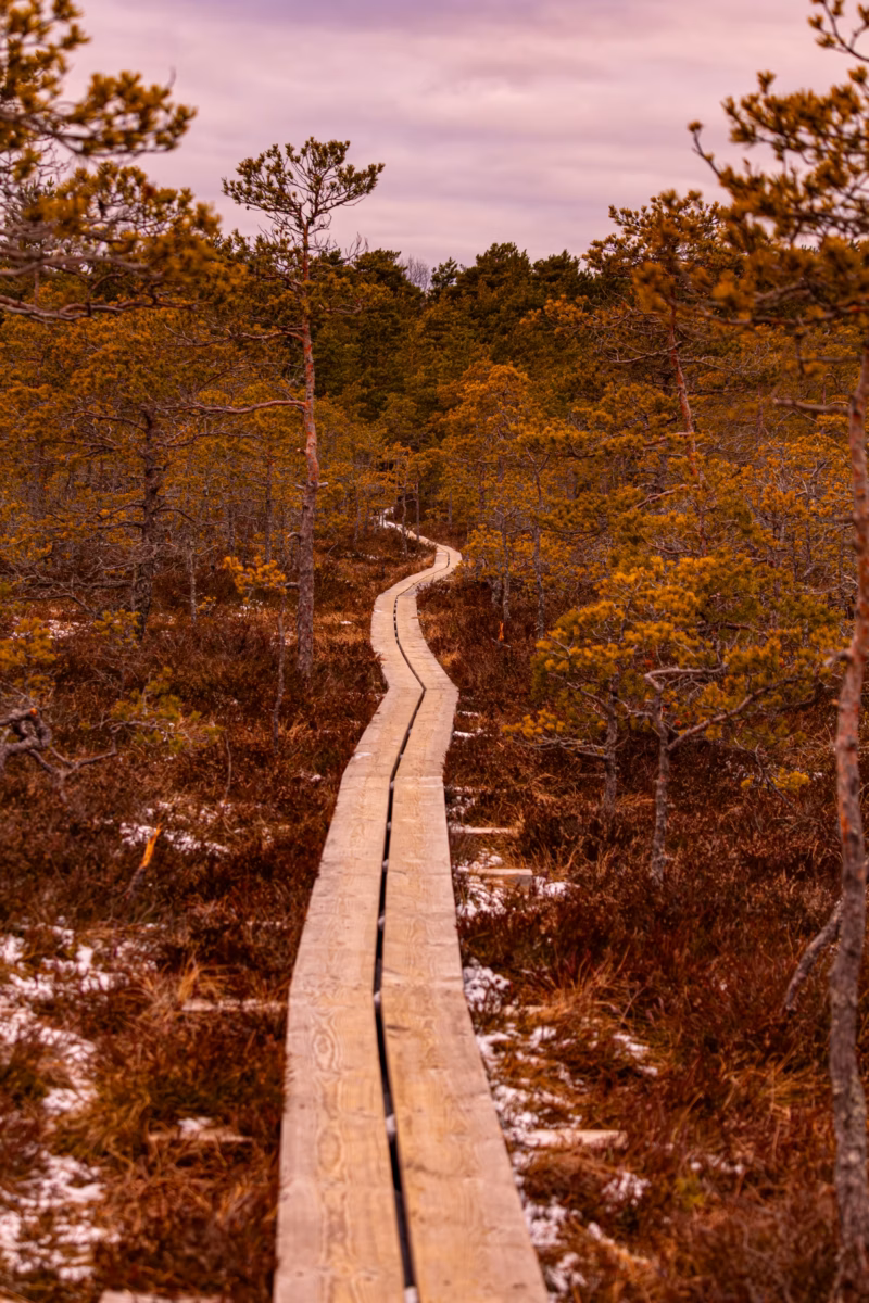 Nature Photography Loodusfotograafia bog soo Kakerdaja Raba