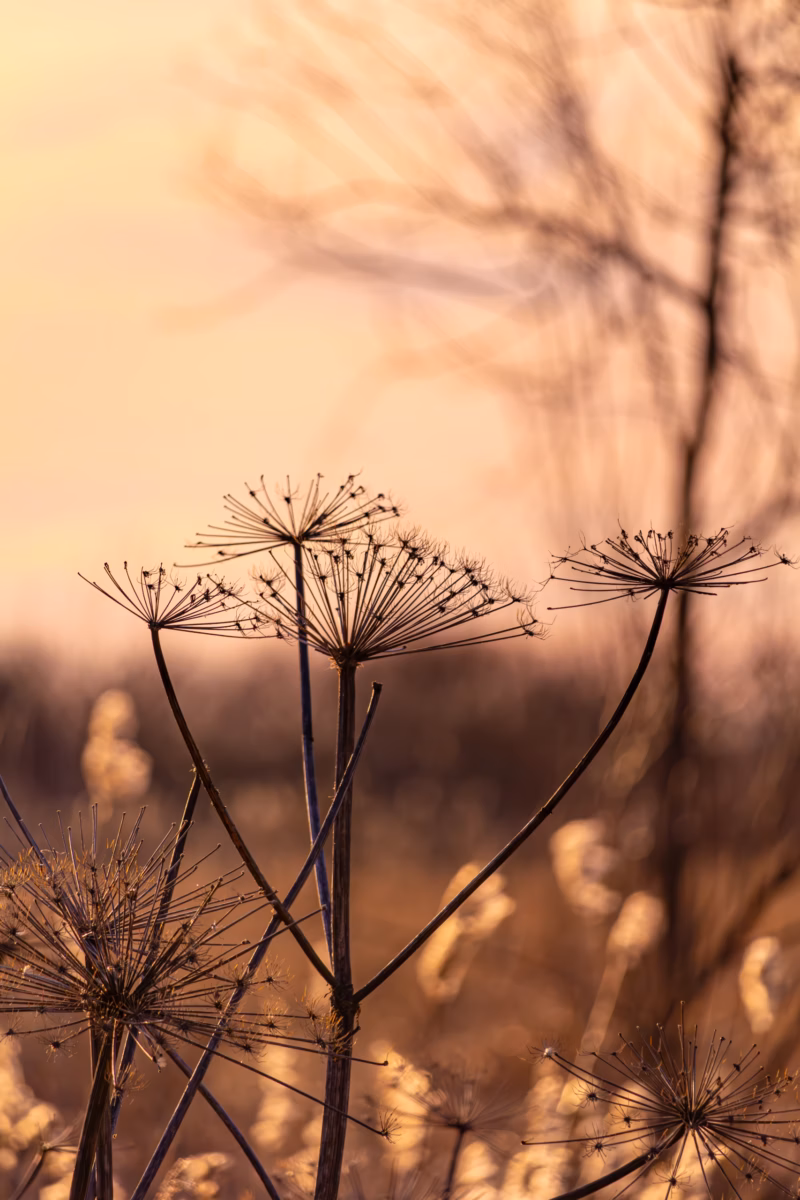 Nature photography loodusfotograafia