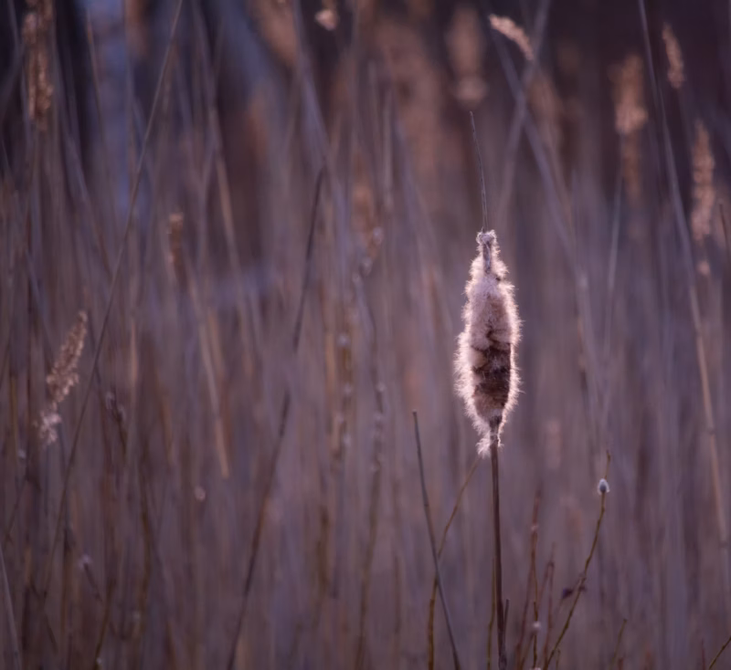 Nature photography loodusfotograafia
