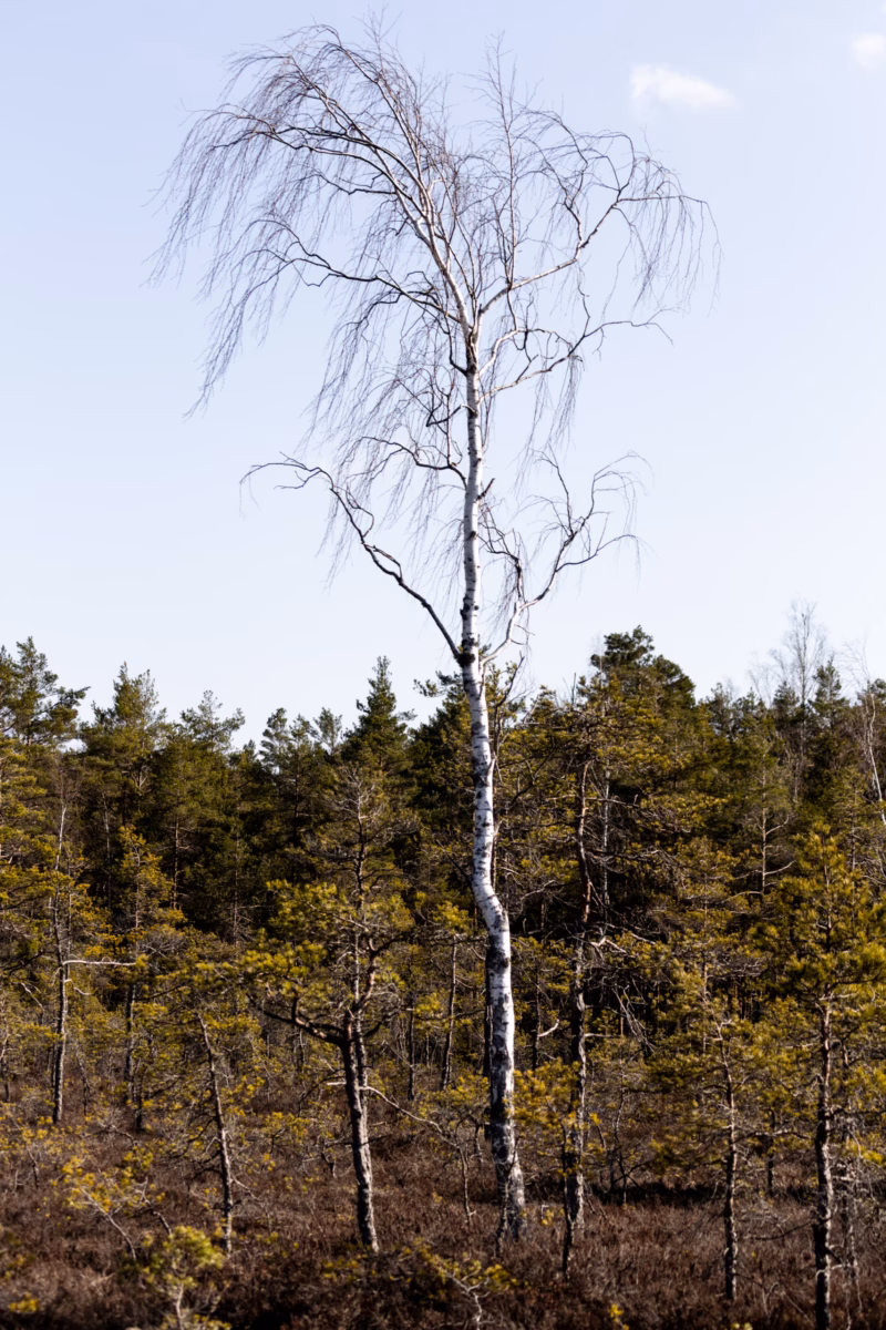 Soomaa Rahvuspark Bog Land Nature Photography