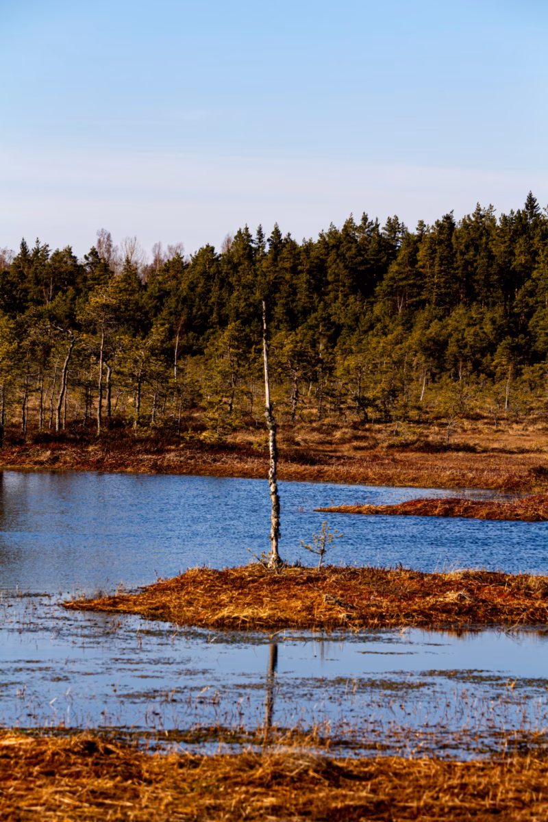 Soomaa Rahvuspark Bog Land Nature Photography