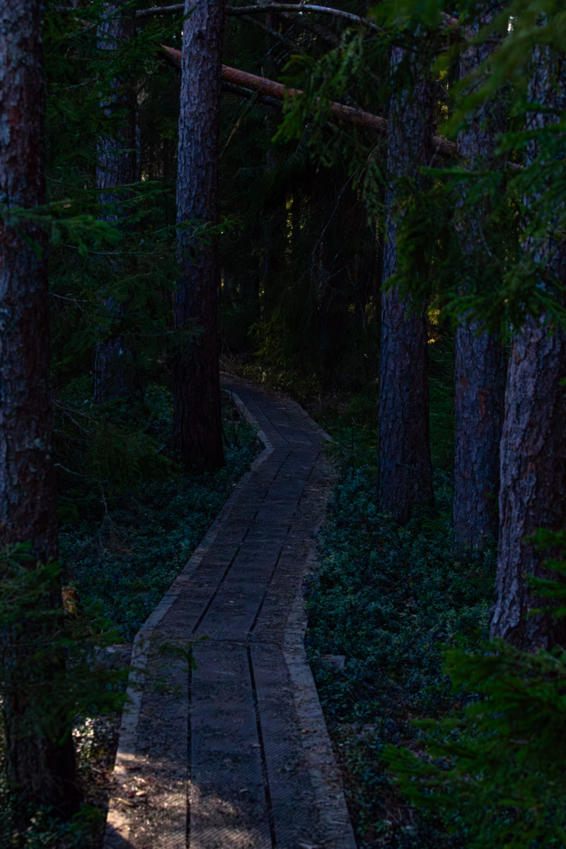 Soomaa Rahvuspark Bog Land Nature Photography