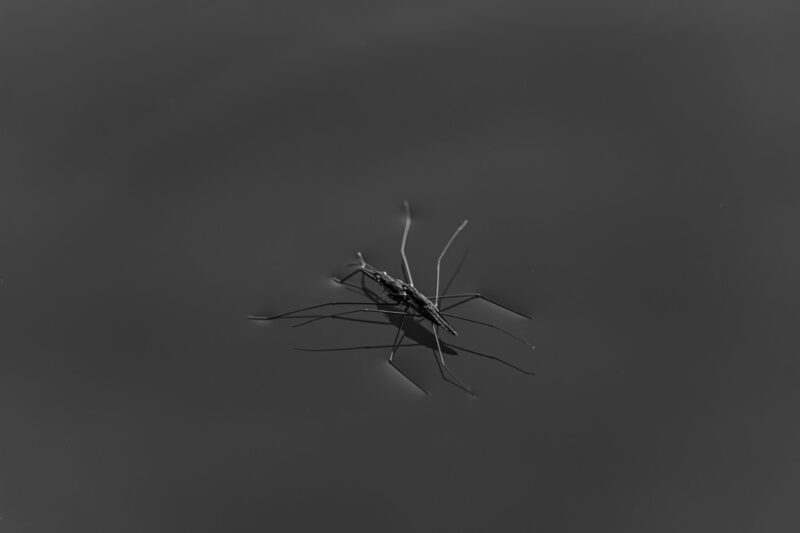 Bug Insect Nature Wildlife Photography Putuka Fotograafia