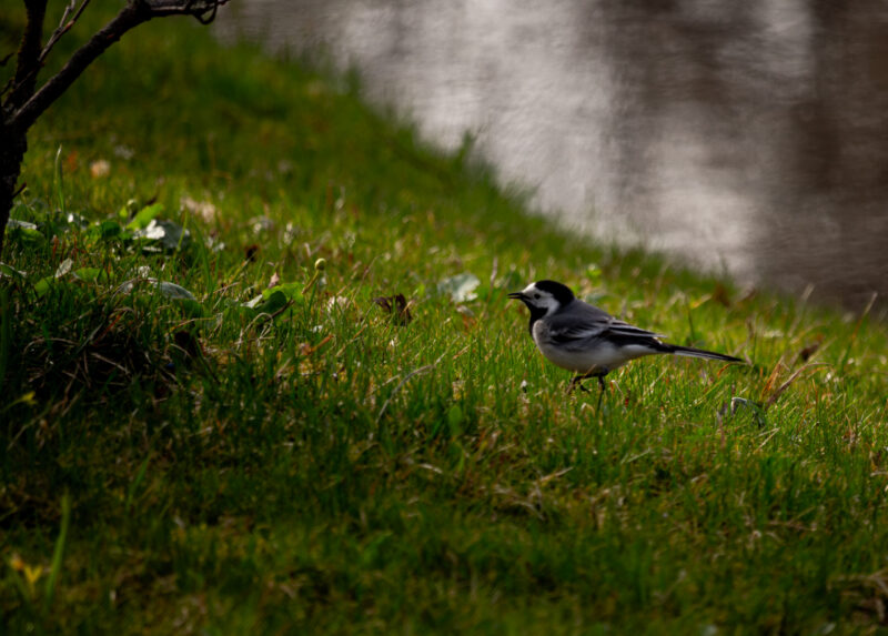 Linnufotograafia, Bird Photography Jaapaniaed Japanese Garden Tallinn