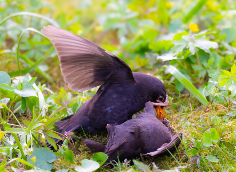 Kuldnokk Linnufotograafia Bird Photography Japanese Garden Jaapani Aed Tallinn Estonia