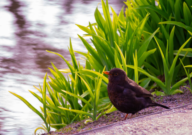 Kuldnokk Linnufotograafia Bird Photography Japanese Garden Jaapani Aed Tallinn Estonia