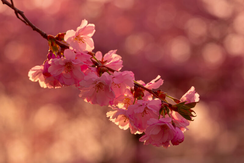Cherry Blossoms Sakura Nature Photography Kirsiõied Loodusfotograafia