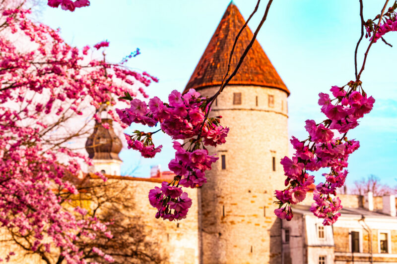 Cherry Blossoms Sakura Nature Photography Kirsiõied Loodusfotograafia