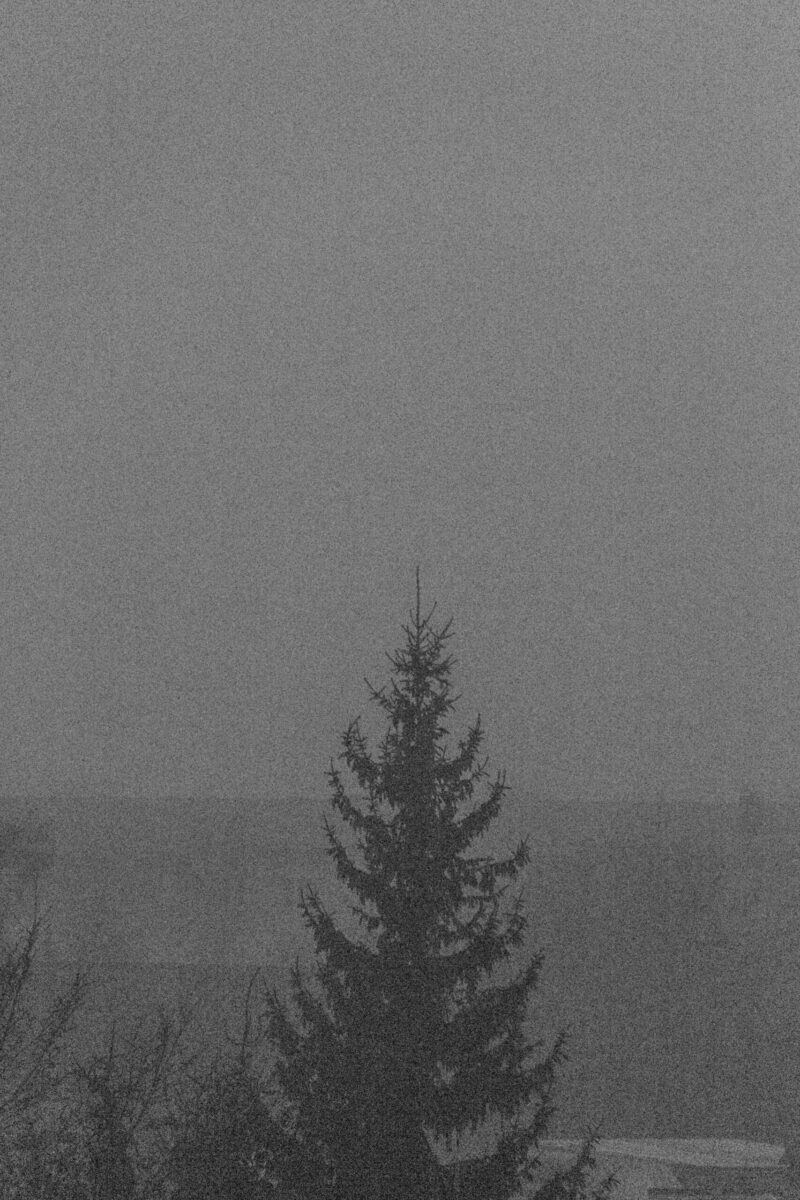 Silhouettes of bare winter trees in dense fog at Paljassaare Peninsula, Estonia | Paljassaare poolsaare udu sees siluettidena paistvad talvised puud, Eesti.
