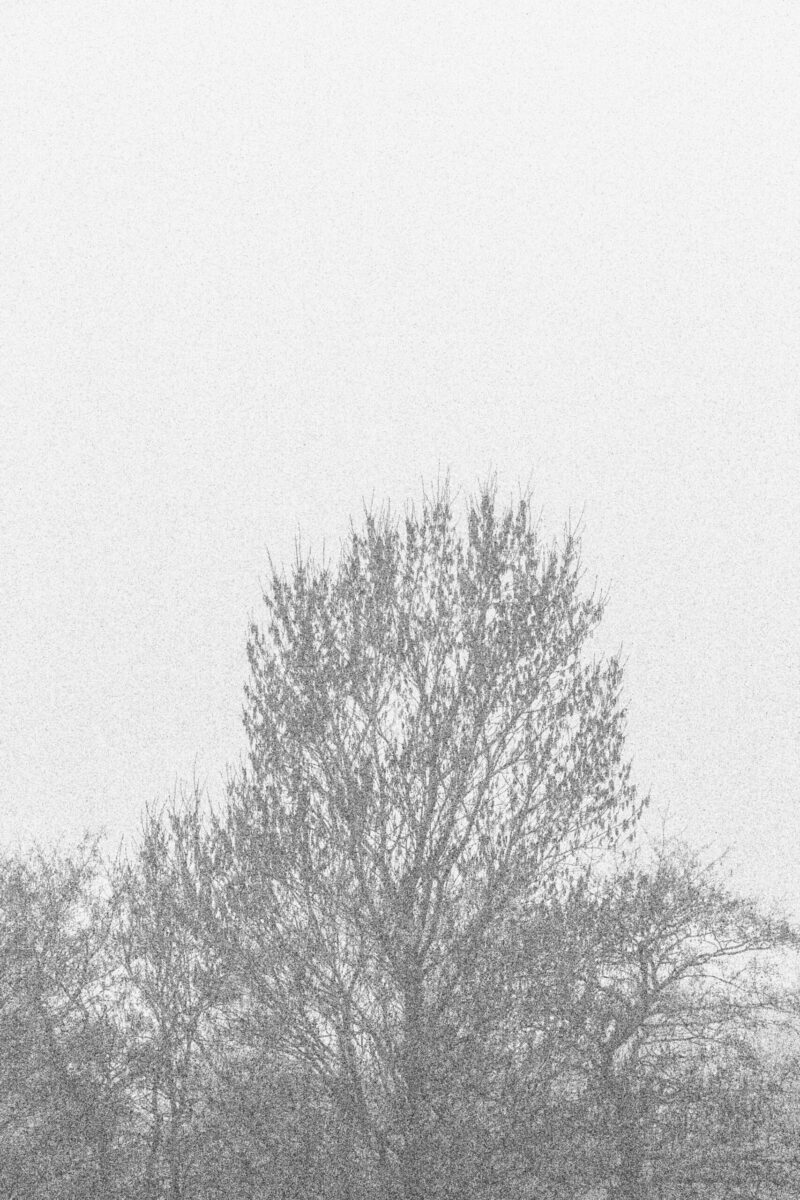 Silhouettes of bare winter trees in dense fog at Paljassaare Peninsula, Estonia | Paljassaare poolsaare udu sees siluettidena paistvad talvised puud, Eesti.