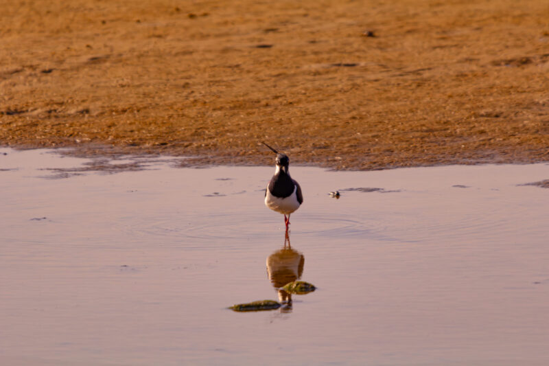 Northern Lapwing (Vanellus vanellus) wading in shallow water at Paljassaare Peninsula, Estonia with iridescent plumage and crest | Tuttpütt (Vanellus vanellus) madalas vees toitumas Paljassaare poolsaarel, Eestis, läikiva sulestiku ja kõrge tutiga.