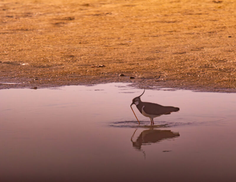 Northern Lapwing (Vanellus vanellus) wading in shallow water at Paljassaare Peninsula, Estonia with iridescent plumage and crest | Tuttpütt (Vanellus vanellus) madalas vees toitumas Paljassaare poolsaarel, Eestis, läikiva sulestiku ja kõrge tutiga.