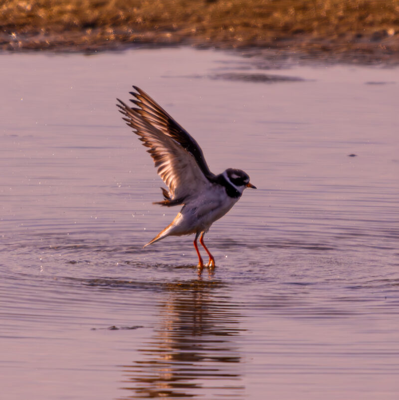 Common Ringed Plover (Charadrius hiaticula) landing on wet sandy flats at Paljassaare Peninsula, Estonia | Liivatüll (Charadrius hiaticula) maandumas märjal liivarannikul Paljassaare poolsaarel, Eestis.
