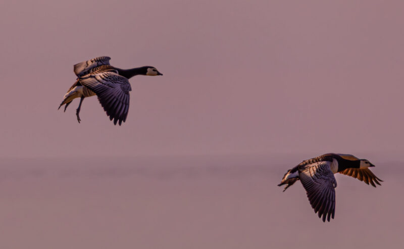 Barnacle Goose (Branta leucopsis) flying over the Baltic Sea near Paljassaare Peninsula, Estonia during spring migration | Rabahan (Branta leucopsis) lendamas üle Läänemere Paljassaare poolsaare lähedal kevadrände ajal.