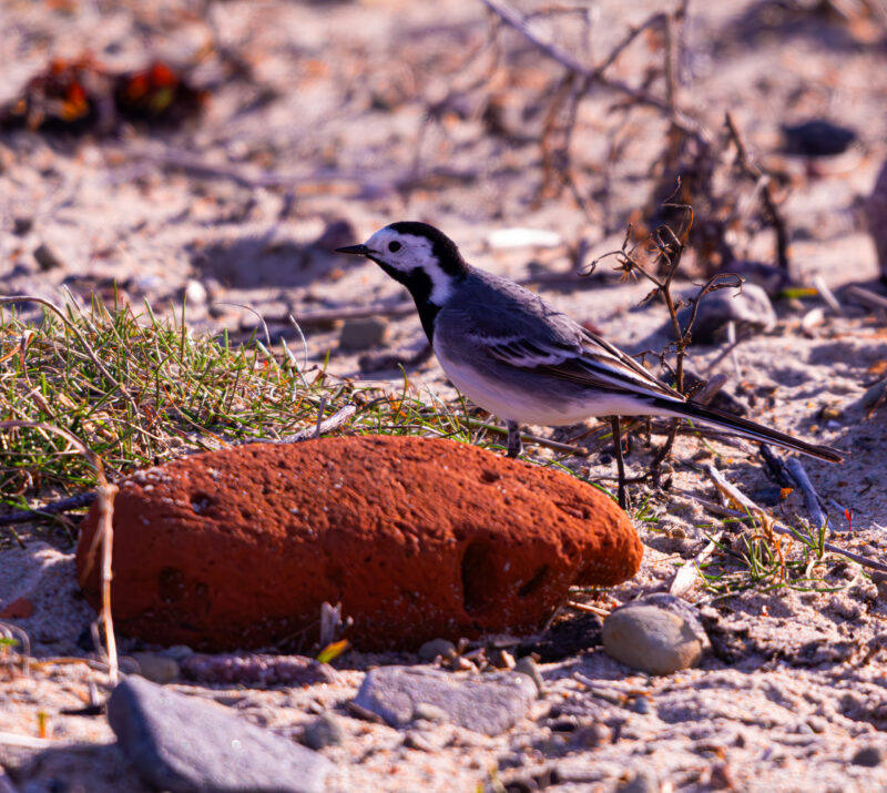 White Wagtail (Motacilla alba) foraging on sandy beach at Paljassaare Peninsula, Estonia during spring migration | Linavästrik (Motacilla alba) toitumas liivasel rannal Paljassaarel, Eestis kevadise rände ajal.