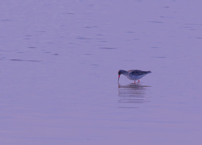Common Redshank (Tringa totanus) walking across mudflats at Paljassaare Peninsula, Estonia with vivid red legs | Punajalg-tilder (Tringa totanus) jalutamas mudastel rannikutel Paljassaare poolsaarel, Eestis.