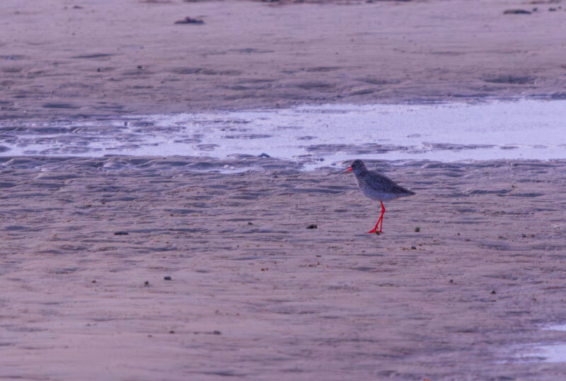 Common Redshank (Tringa totanus) walking across mudflats at Paljassaare Peninsula, Estonia with vivid red legs | Punajalg-tilder (Tringa totanus) jalutamas mudastel rannikutel Paljassaare poolsaarel, Eestis.