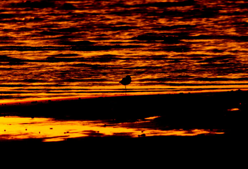 Silhouette of a wading bird against fiery sunset reflections on the Baltic Sea shore at Paljassaare Peninsula, Estonia | Siluett madalas vees seisvast rändlinnust tulipunase päikeseloojangu taustal Paljassaare poolsaarel, Eestis.