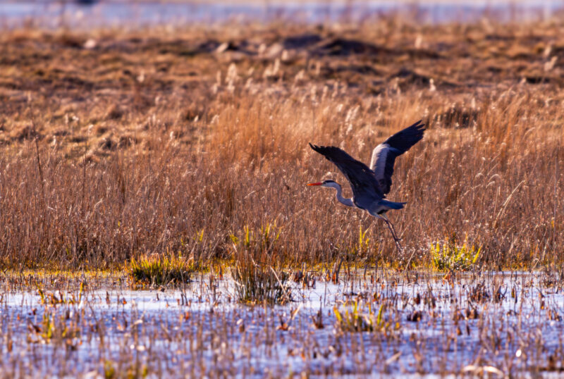 Hallhaigur Linnu Fotograafia Grey Heron Bird Wildlife Photography Paljassaare