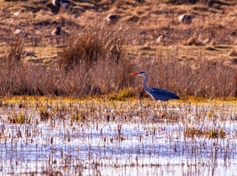 Hallhaigur Linnu Fotograafia Grey Heron Bird Wildlife Photography Paljassaare
