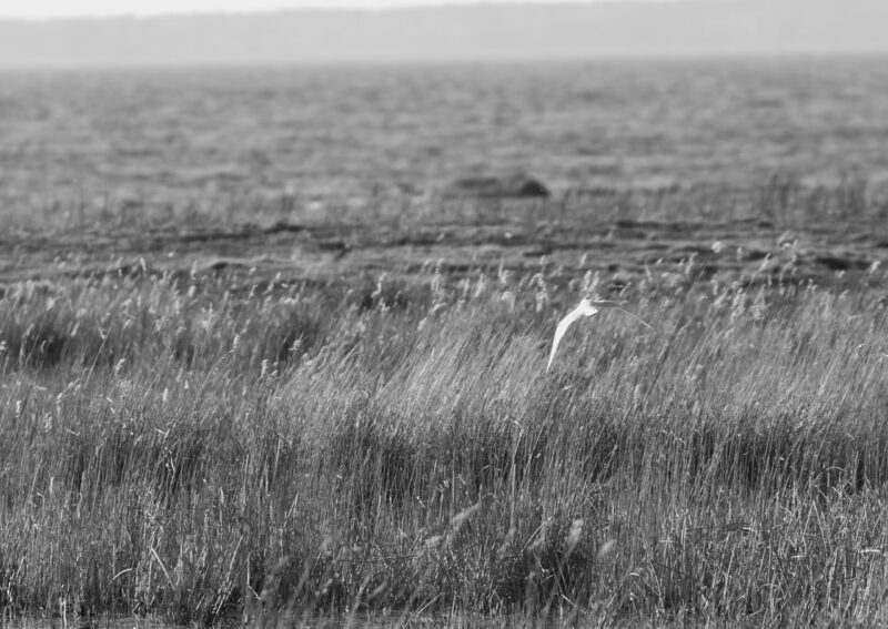 Linnu Fotograafia Bird Wildlife Photography Paljassaare