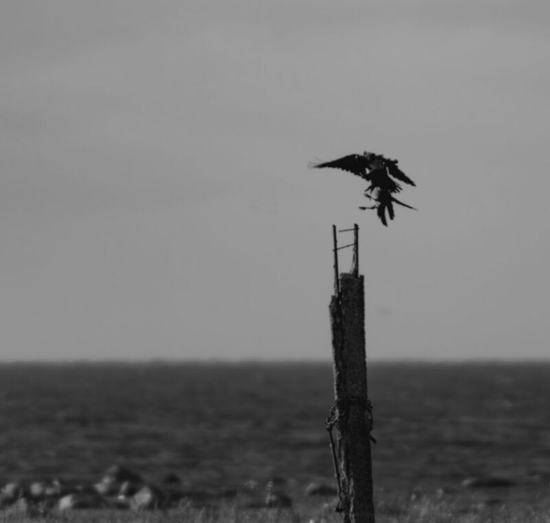 Harakas Paljassaare Linnufotograafia, Bird Photography Paljassaare