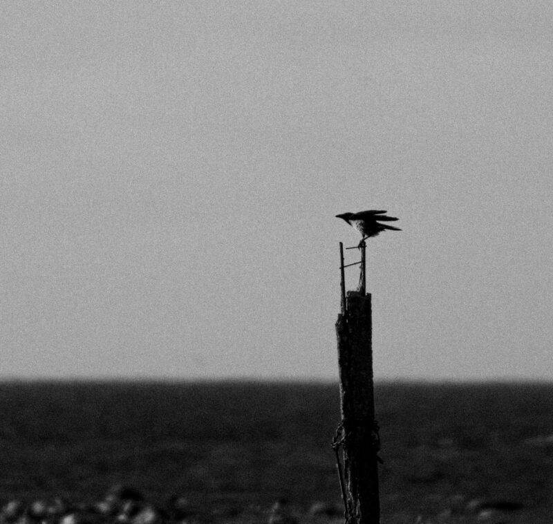 Harakas Paljassaare Linnufotograafia, Bird Photography Paljassaare
