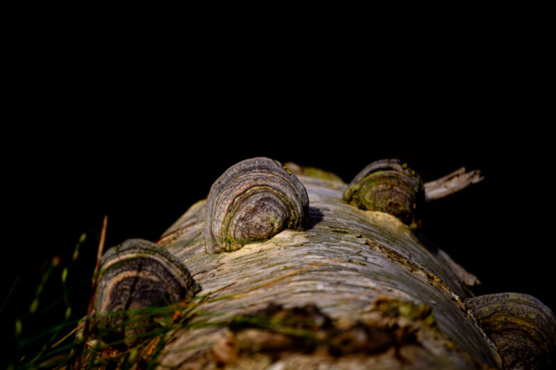 Nature Photography Loodusfotograafia