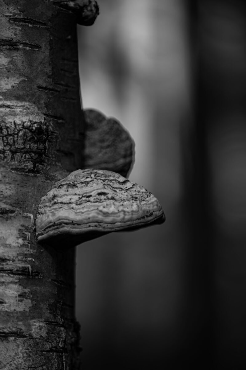 Nature Photography Loodusfotograafia