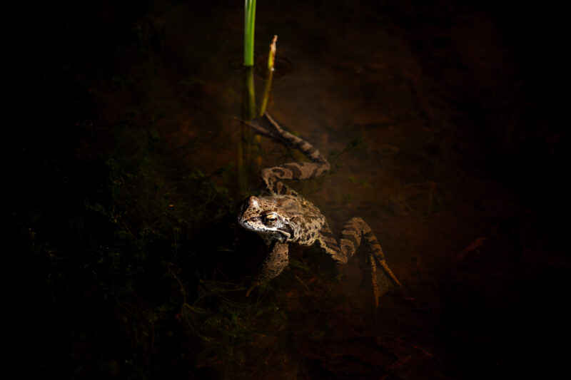 Frog Wildlife Photography Nature Photography Konn Loodusfotograafia