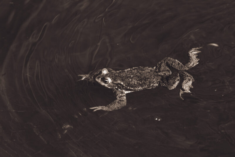 Frog Wildlife Photography Nature Photography Konn Loodusfotograafia