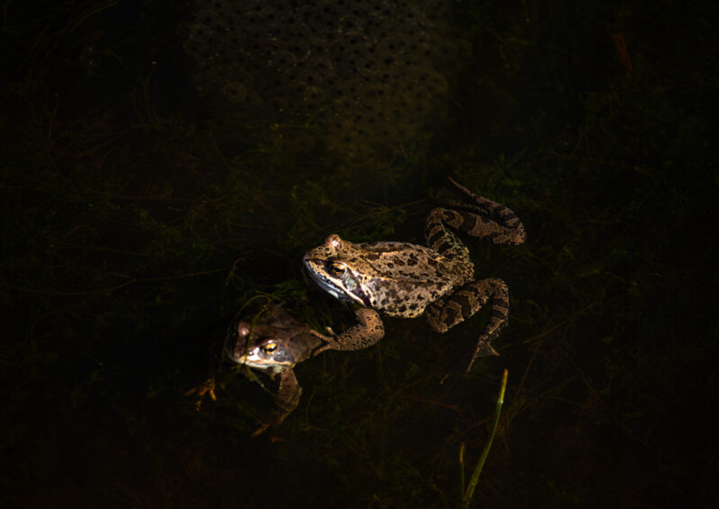 Frog Wildlife Photography Nature Photography Konn Loodusfotograafia