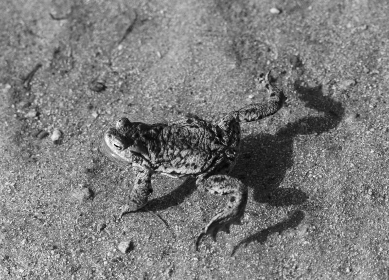 Frog Wildlife Photography Nature Photography Konn Loodusfotograafia