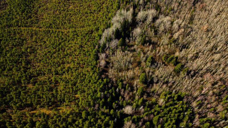 Drone photo of Estonian nature showing a winding river through dense forest, captured during a summer aerial photography session / Droonifoto Eesti loodusest, millel looklev jõgi voolab läbi tiheda metsa, jäädvustatud suvisel droonifotograafia sessioonil