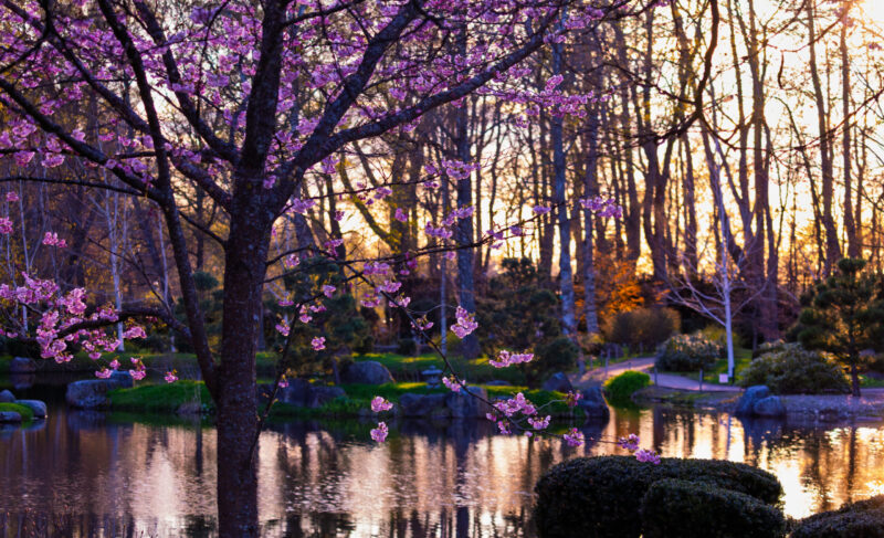 Sakura trees in full bloom during springtime in the Japanese Garden in Tallinn, captured in soft natural light as part of a nature photography series / Tallinnas asuva Jaapani aia täies õies sakurapuud kevadel, jäädvustatud pehme loodusliku valgusega loodusfotode sarja jaoks