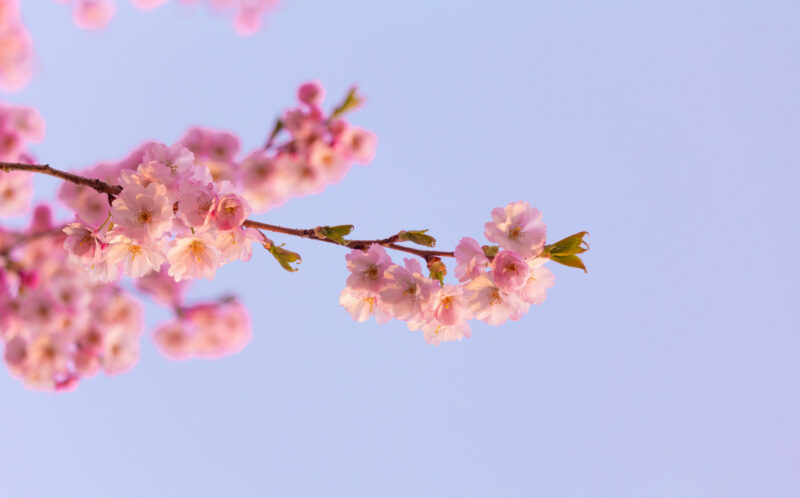 Sakura trees in full bloom during springtime in the Japanese Garden in Tallinn, captured in soft natural light as part of a nature photography series / Tallinnas asuva Jaapani aia täies õies sakurapuud kevadel, jäädvustatud pehme loodusliku valgusega loodusfotode sarja jaoks