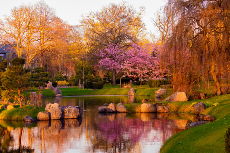 Sakura trees in full bloom during springtime in the Japanese Garden in Tallinn, captured in soft natural light as part of a nature photography series / Tallinnas asuva Jaapani aia täies õies sakurapuud kevadel, jäädvustatud pehme loodusliku valgusega loodusfotode sarja jaoks