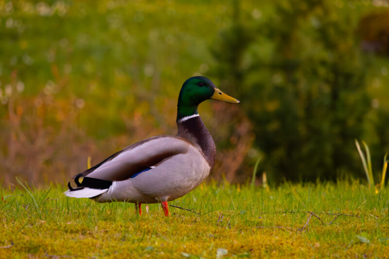 A duck resting by the calm water in natural Estonian surroundings, captured during golden hour nature photography / Part puhkamas vaikse vee ääres Eesti looduse rüpes, jäädvustatud kuldtunni loodusfotol