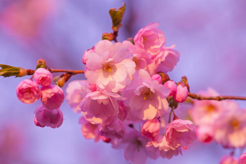 Sakura trees in full bloom during springtime in the Japanese Garden in Tallinn, captured in soft natural light as part of a nature photography series / Tallinnas asuva Jaapani aia täies õies sakurapuud kevadel, jäädvustatud pehme loodusliku valgusega loodusfotode sarja jaoks