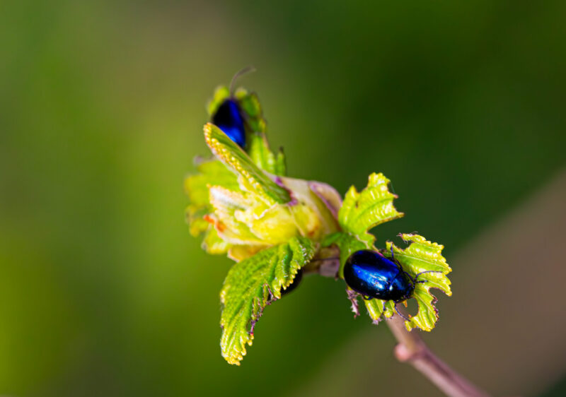 Close-up of bright blue bugs resting on branches, captured in the vibrant greenery of Estonian nature / Lähivõte erkkollastest sinistest putukatest, mis puhkavad okstelt, jäädvustatud elavas Eesti looduses