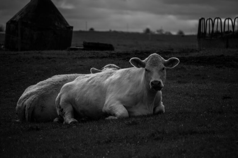 Black and white photo of a white cow standing in a field