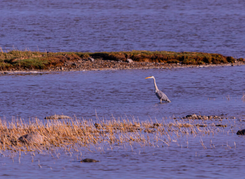Grey Heron standing still by the water’s edge
